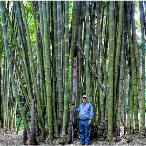 100 Semillas De Bambú Gigante
