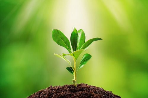 Extracto De Ajo Al 100 % Insecticida Organico Zayta 20 Lts