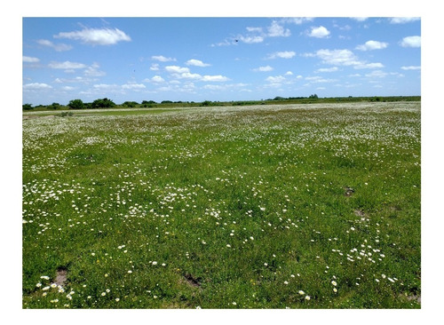 Campo En Venta En Chascomús - 183 Hectáreas Agrícola