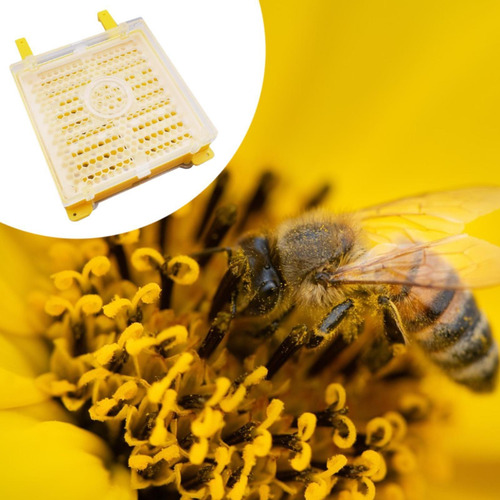 Cer Apicultura Kit De Injerto De Abejas Conjunto De