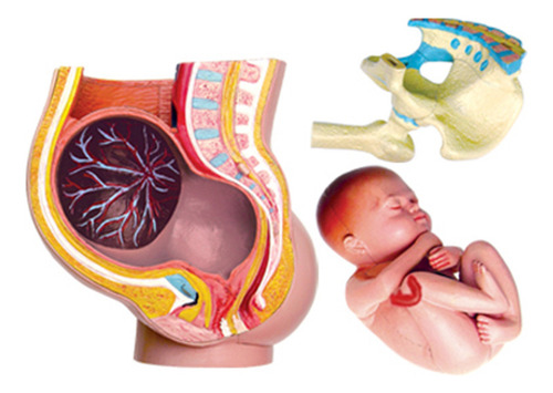 Kit De Modelo Pélvico De Embarazo De Anatomía Humana 4d