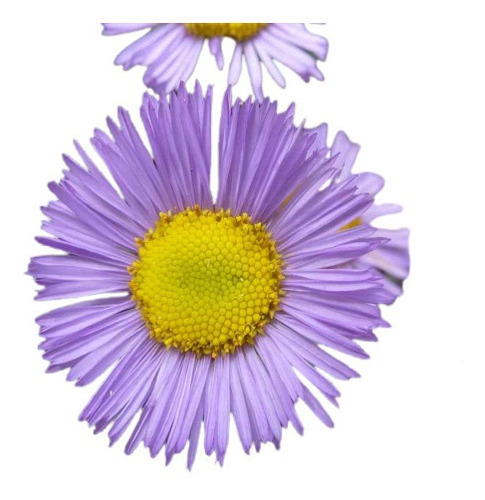100 Sementes De Margarida Azul - Fleabane Daisy - Flor 