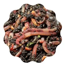 Comprar Minhocas Californianas Para Compostagem E Pesca 100 Uni 