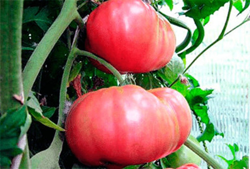 100 Semillas De Tomate Griego Gigante 