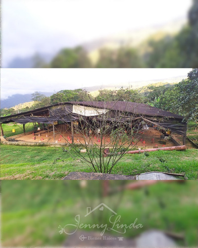 Imagen 14 de 14 de Venta Granja Avícola Terreno Bejuma Carabobo 0414-444.72.13