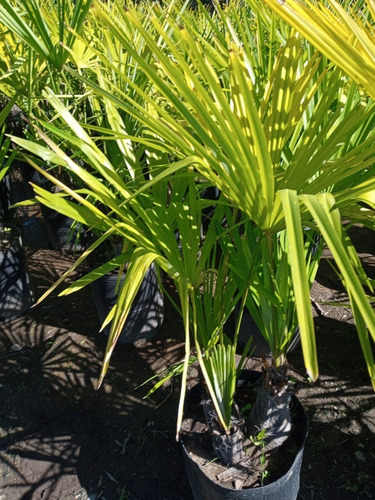 Palmera Chamaerops Excelsa Muy Linda - E.gratis Amba