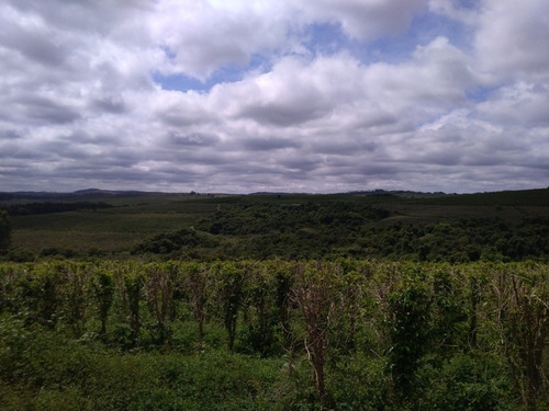 * Excelente Investimento Fazenda Com 390 Hectares * - 21342