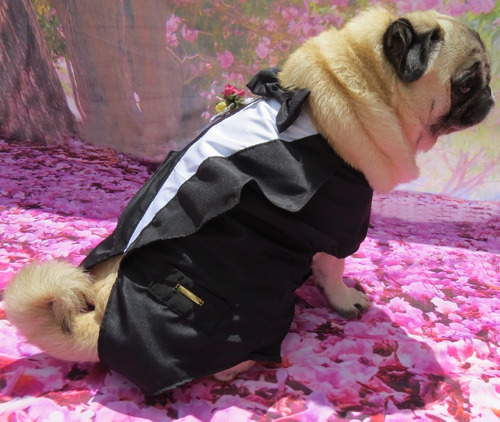 Imagem 3 de 9 de Roupa De Cachorro Ou Gato Para Casamento Terno Fraque Social