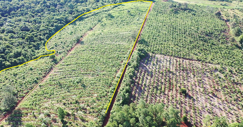 Se Vende Chacra En San Ignacio Misiones. Yerba, Forestación Y Arroyo