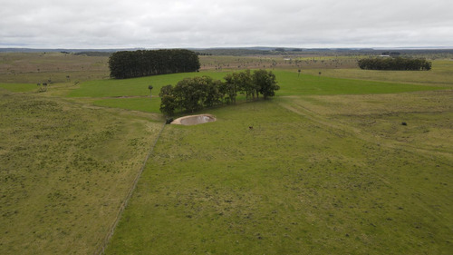 Campo Ganadero En Rocha 350ha (ref: Atm-7301)
