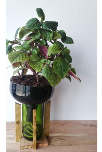 Imagen 2 de 3 de Dolar Negro Little Plant 32 Con Soporte, Maceta Autorregante