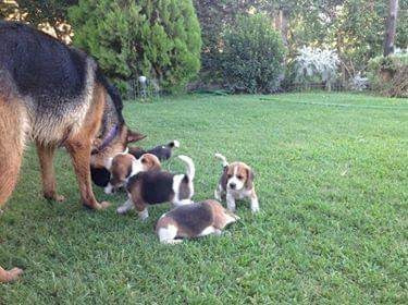 Perros Sabueso