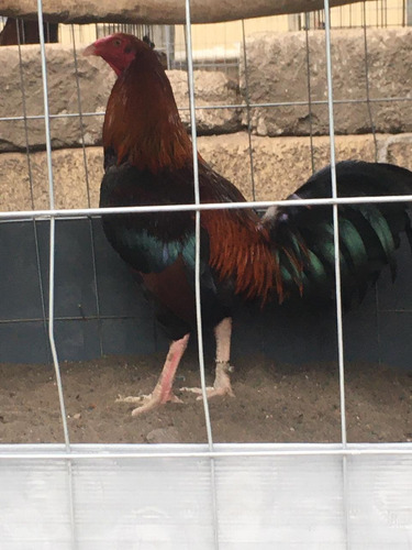 Gallos De Combate De Trios Americanos Sweder Y Kelso
