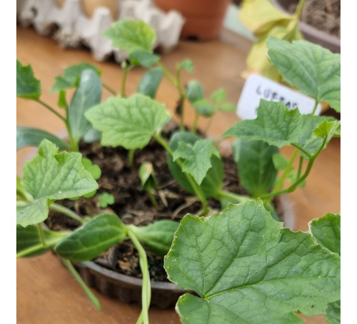 Plantines De Luffa O Esponja Vegetal 