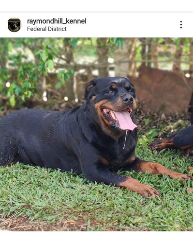Rottweiler Macho Disponível Filhote