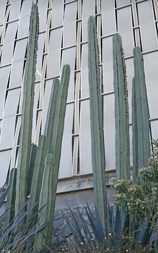Pachycereus Marginatus Un Esqueje 70 A 80 Cms Nv