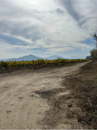 Parcela Plantada Con Viñas Viniferas.