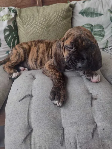 Fila Brasileiro Para Cobertura Apadrinhador Cachorros