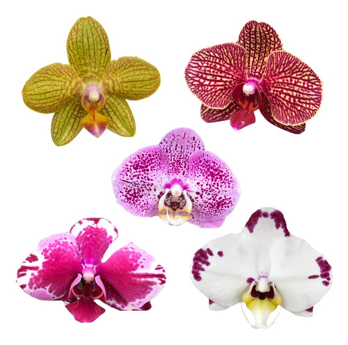 10 Mudas De  Orquidea Phalaenopsis Promocao Frete Gratis