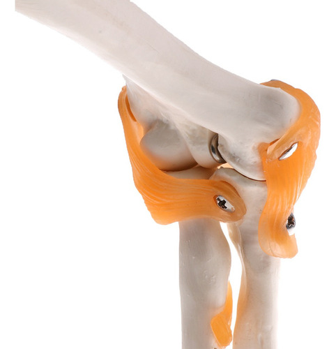 1: 1 Tamaño Natural Modelo Anatómico De Ligamento De Codo