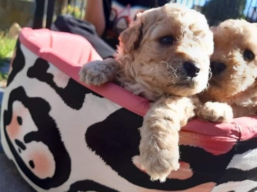 Imagen 2 de 4 de Cachorra De Caniche Mini Toy Beige