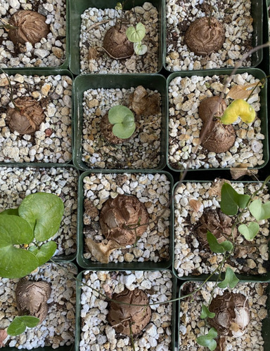Dioscorea Elephantipes (planta De Colección)