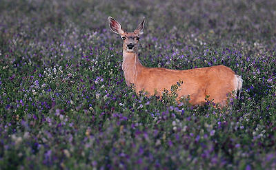 Seedranch Alfalfa Deer Food Plot Seed  25 Lbs. (coverage Aam