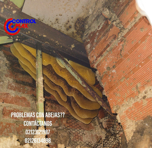 Imagen 3 de 10 de Servicio De Fumigacion Chiripas Pulgas Termitas Ácaros