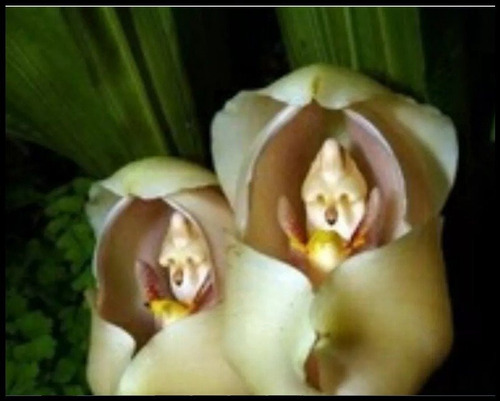 Orquídea Bebê Pra Xaxim 10 Sementes Planta Flor Grama | Parcelamento sem  juros