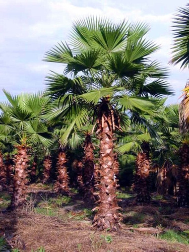 Palmeira De Saia Washingtonia 2 Metros Em Alphaville Jardim