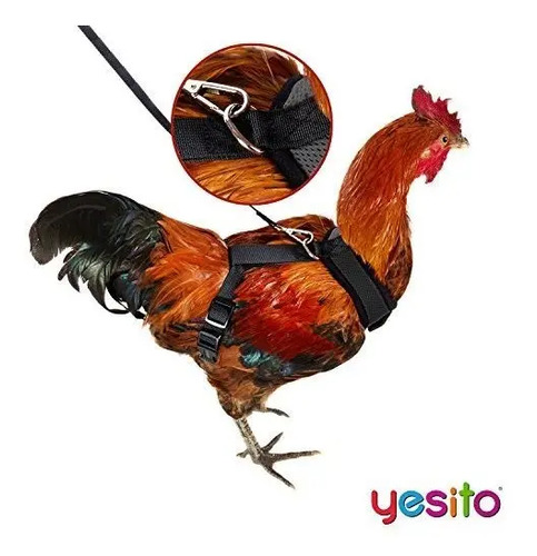Yesito Arnes Para Gallina, Tamaño De 6 Pies, Comodo, Transpi | Cuotas sin  interés