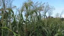 Comprar Sorgo Vassoura- 2 Kg De Sementes - Produção Vassoura Caipira