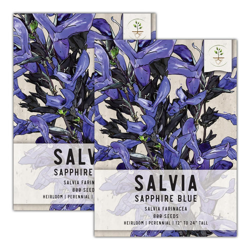 , Semillas De Salvia Azul Zafiro  800 Semillas De Reliquia 