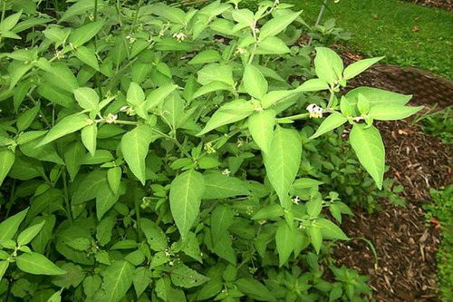 100 Semillas Yerbamora Solanum Tuberosum Huerto Culebrilla
