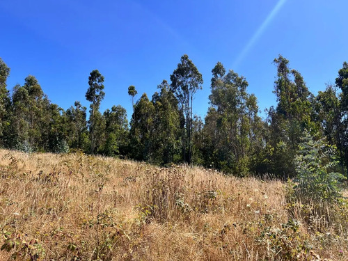 Proyecto Monte Pradera