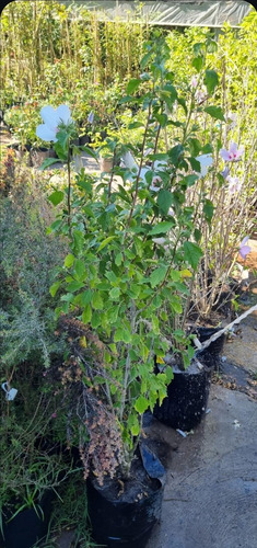 Rosa China Hibiscus Syriacus Envase -15 Litros- Blanca Blanco