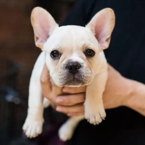 Bulldog Francés Manto Fawn Crema Disponible