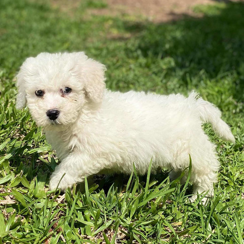 Cachorros De Bichon Frise Con Papeles De Fca