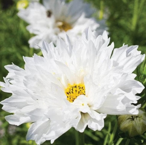 50 Semillas De Flor De Cosmos Blanco