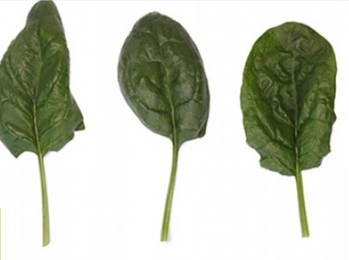1/4 De Libra De Semilla De Espinaca Variedad Popeye