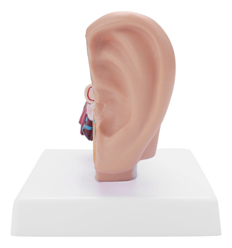 Modelo De Anatomía Del Oído Humano 1,5 Veces Superior Que Mu