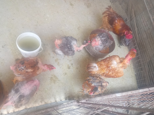 Imagen 3 de 10 de Gallos, Gallinas Criollas Guaricas, Culinas Y Pavos