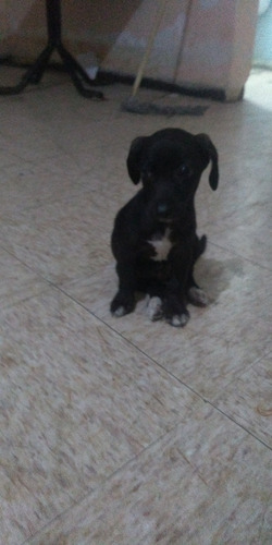 Cachorro  Labrador 2meses 2 Semanas De Nacido Padres Origi