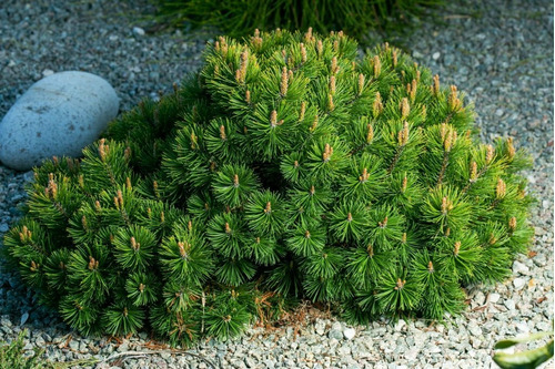 15 Semillas Exótico Árbol Pinus Mugo Pumilio + Regalo