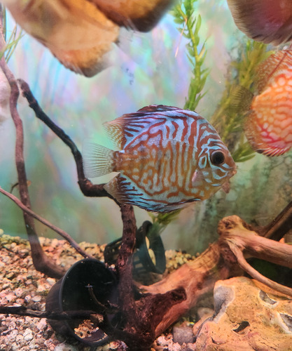 Pez Disco Discus Red Tiger 6 Cm Importado Rojo