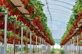 Solução Hidroponia Hortaliças Flor Morango Tomate Fase 1b