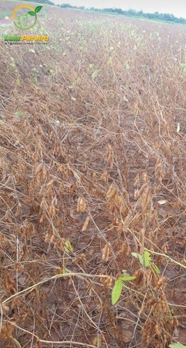 Imagem 6 de 11 de Fazenda À Venda No Vale Do Araguaia - To - 1.108 Hectares (dupla Aptidão) - 2101