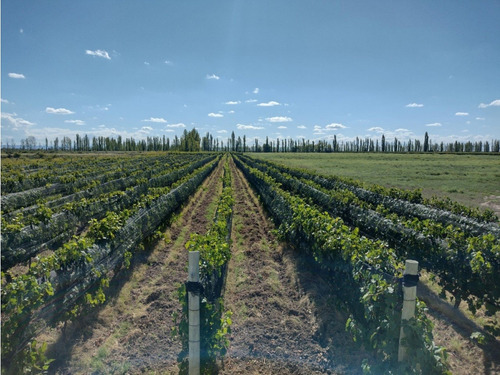 Vendo Finca De 20 Hectareas A Tranquera Cerrada San Rafael