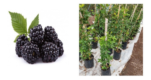Frutal Zarzamora Rubus Ulmifolius Exotico Con Envio
