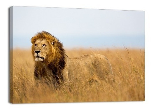 Cuadro Decorativo Animales Canvas Leon Poderoso Felino